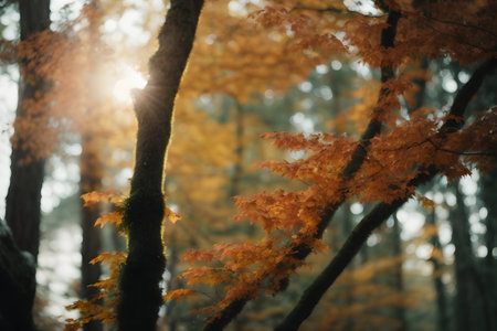 Autumn leaves in the forest with sunbeams shining through treesの写真素材