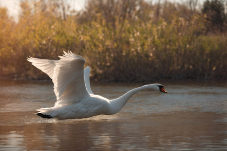 swan on blue lake water in sunny day, swans on pond, nature seriesの写真素材