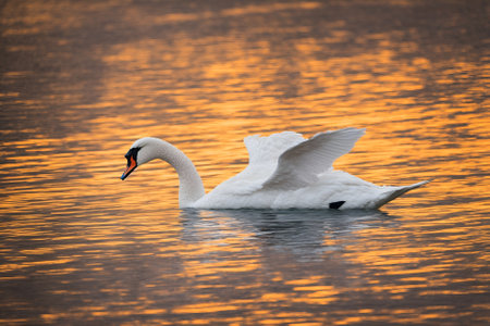 swan on blue lake water in sunny day, swans on pond, nature seriesの写真素材