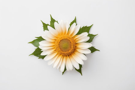 Gerbera flower on white background. Flat lay, top viewの素材