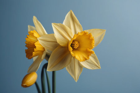 Beautiful daffodils on blue background, close-upの素材