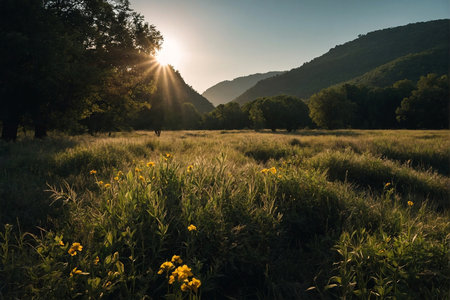 Sunset in a meadow with wildflowers in the mountainsの写真素材