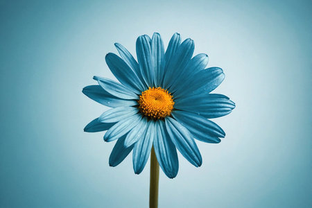 Blue daisy flower on blue background. Shallow depth of fieldの写真素材