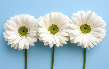 Three white flowers with green centers arranged on a light blue background creating a fresh and clean aesthetic.の写真素材