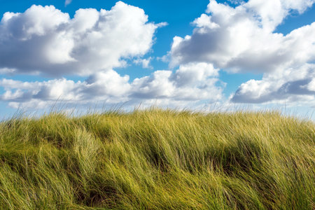 Lush field of tall grass against a bright blue sky dotted with fluffy white clouds nature's serene...