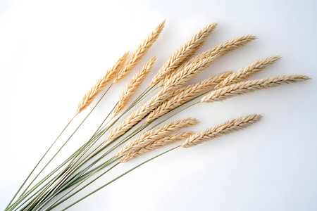 Dried grass: A natural beauty of wheat stems with golden tones on a clean white backdrop and gentle shadows.の写真素材