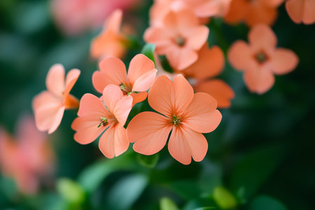 Peach blossom bloom Soft floral nature photography against a dark green natural background for a zen...