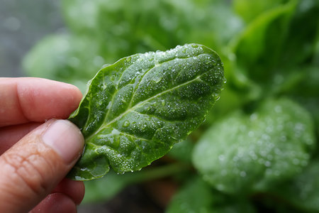 Close-up of a vibrant green leaf covered in shimmering water droplets held gently in a human hand.の写真素材