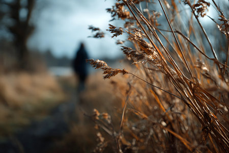 Dried reeds in the foreground blurring into a soft landscape with a lone walker in the distance.の写真素材