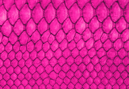 Magenta snake skin background. Animal print texture
