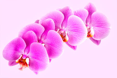 Beautiful orchid on pink background. Phalaenopsis in bloomの写真素材