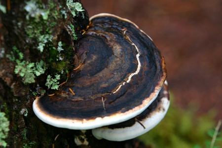 Mushrooms on Tree Trunkの写真素材