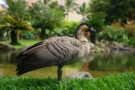 Hawaiian Nene Gooseの写真素材