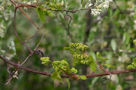 Shallow depth of field study of grapevines with baby grapes and flowers of a tree which supports the...
