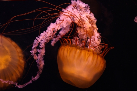Jellyfish floating for demonstration.