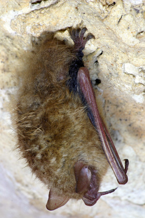 InnerSpace Cavern Bat