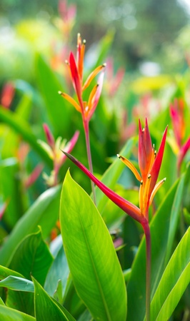 beautiful heliconia