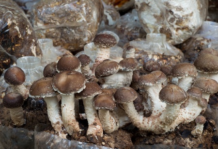 shiitake mushroomsの写真素材