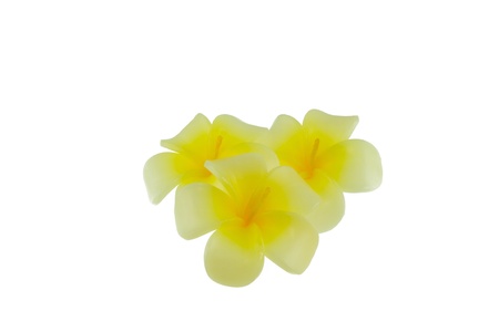 candle flower isolated on white background 