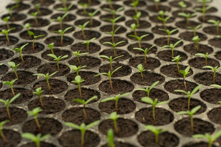 Seedlings flower in a black tray.の写真素材