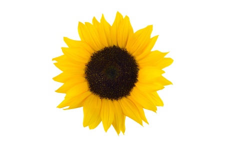 sunflower  isolated on white backgroundの写真素材