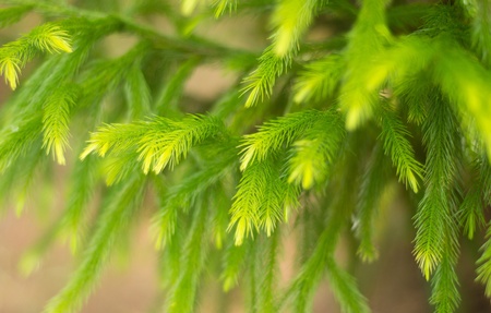 Pine branch の写真素材