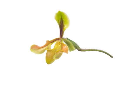 Paphiopediium villosum (Lindl.) Stein Isolated on white background.の写真素材