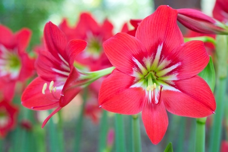  Hippeastrumの写真素材