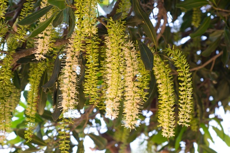 Macadamia flowers の写真素材