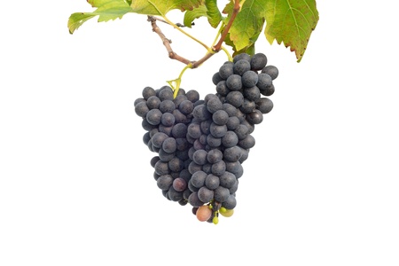 purple grape  with leaves isolated on white backgroundの写真素材