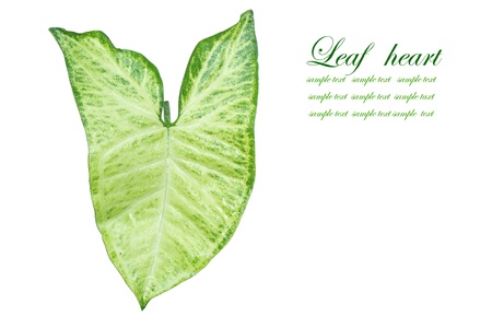 leaf heart on white background 