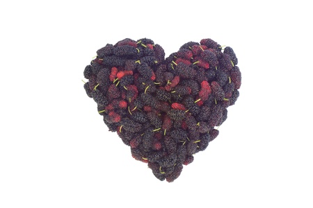Mulberry on white backgroundの写真素材