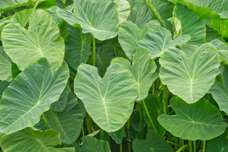 background with Colocasia antiquorum Schott  leaves の写真素材