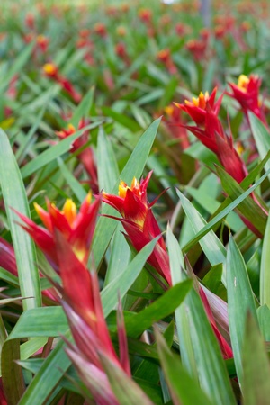 colorful bromeliad in Loei, Thailandの写真素材