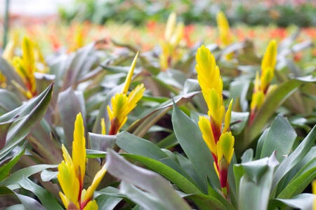 colorful bromeliad in Loei, Thailandの写真素材