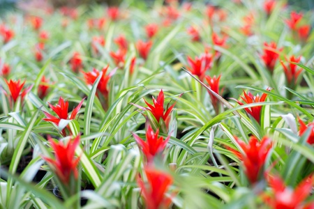 colorful bromeliad in Loei, Thailandの写真素材