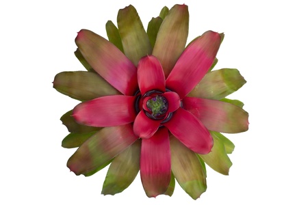Bromeliad  isolated on white background の写真素材