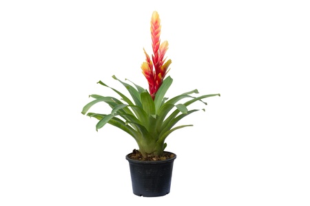 Bromeliad  isolated on white background の写真素材