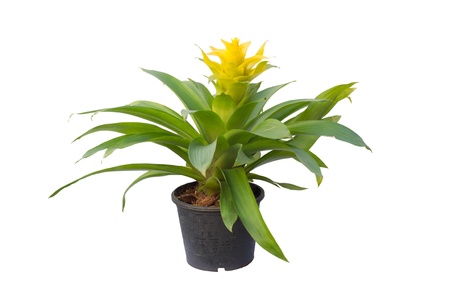 Bromeliad  isolated on white background の写真素材