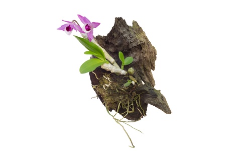 Wild orchid name   dendrobium parishii の写真素材