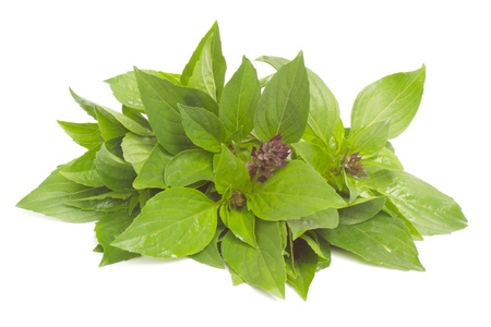 Thai Basil isolated on white background の写真素材