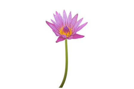 Pink lotus isolated on white background の写真素材