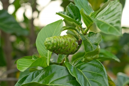 Noni fruit on treeの写真素材