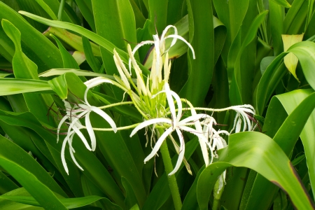 Spider lilies, or Crinum Lilyの写真素材