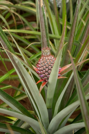 small pineapple in pineapple fieldの写真素材