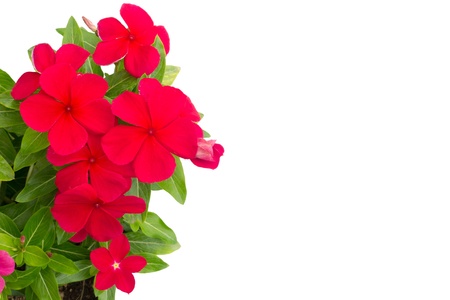 Roseus flowers isolated on white background   の写真素材