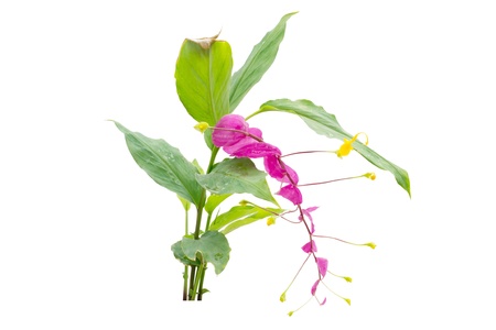 globba winiti ginger isolated on white background   の写真素材