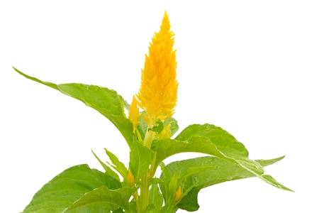 Celosia flower isolated on white background   の写真素材
