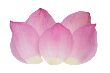 Petal of the pink lotus isolated on  white backgroundの写真素材