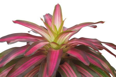Bromeliad  isolated on white background の写真素材